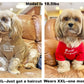 Cute Dog Clothes,Dog T Shirt for Medium Dogs.Dog Clothes for Small Dogs Girl Boy,Puppy.Breathable Soft Dog Costume for Pet Dogs Cats, Pet Pullover Jumper, Cat Clothes (L-(10~17lb), Chest~18", Khaki)